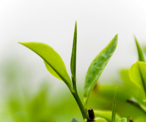 Green Tea Leaf